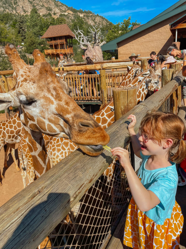 Cheyenne mountain zoo