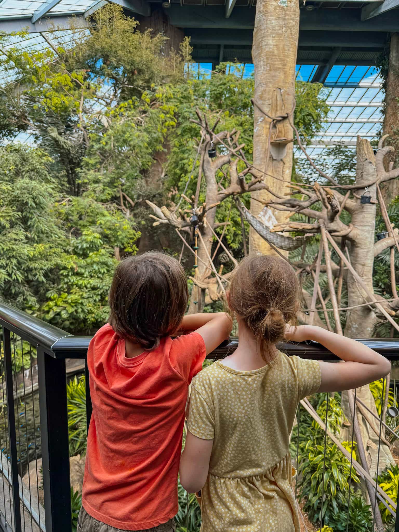 Lied jungle in Omaha