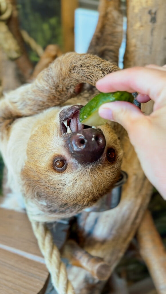 sloth eating cucumber