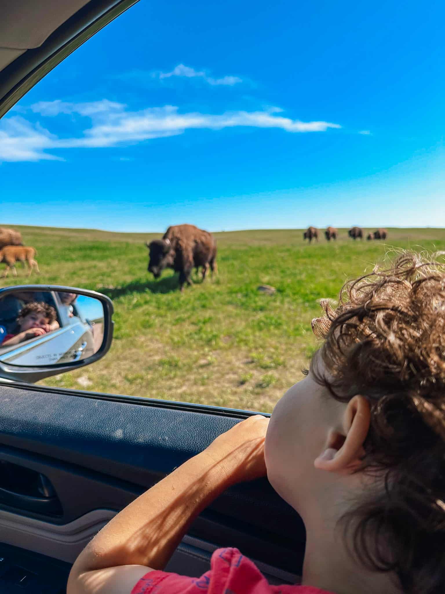 boy staring out the window at bison herd 