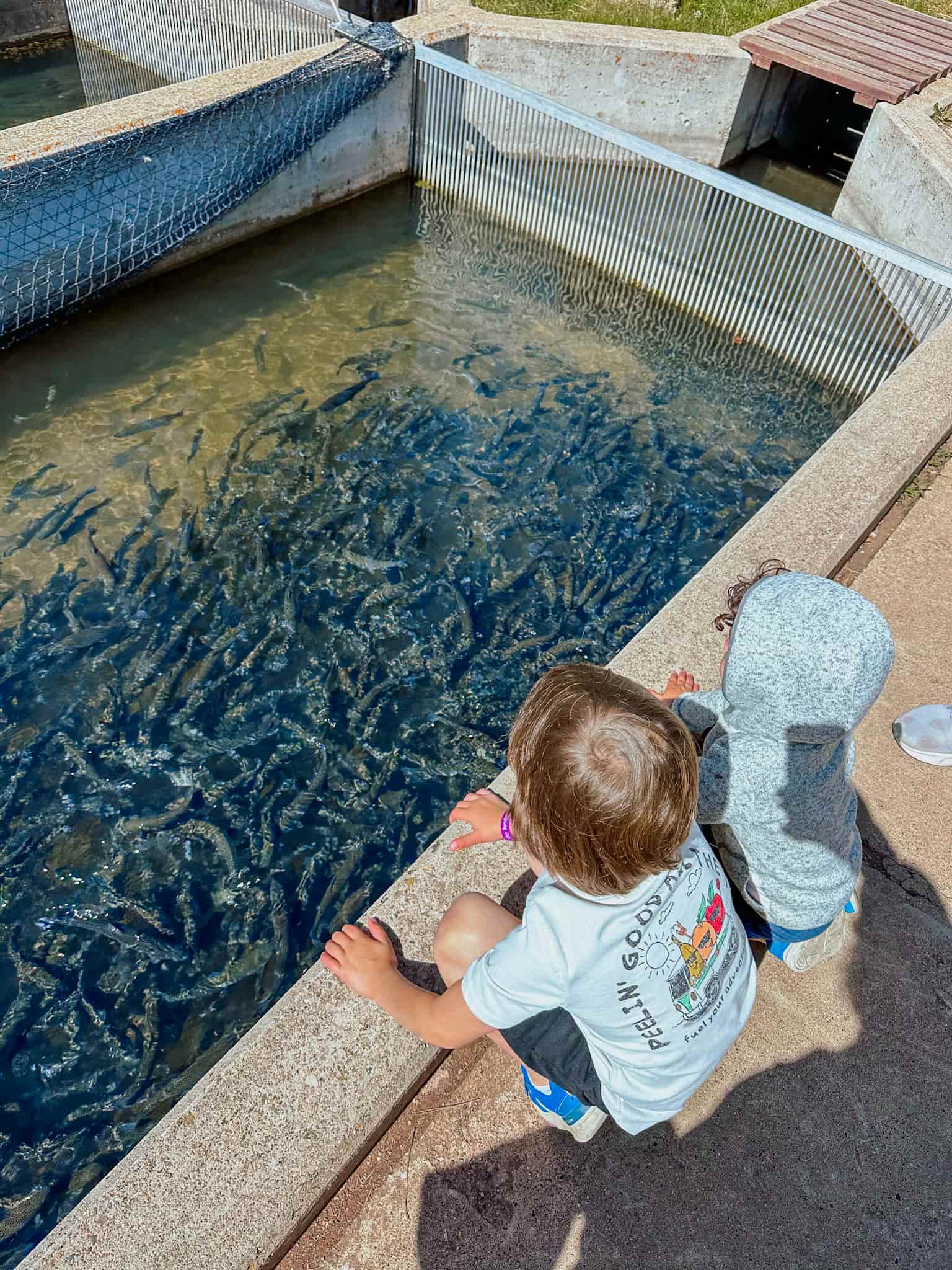 boys staring at fish in pond