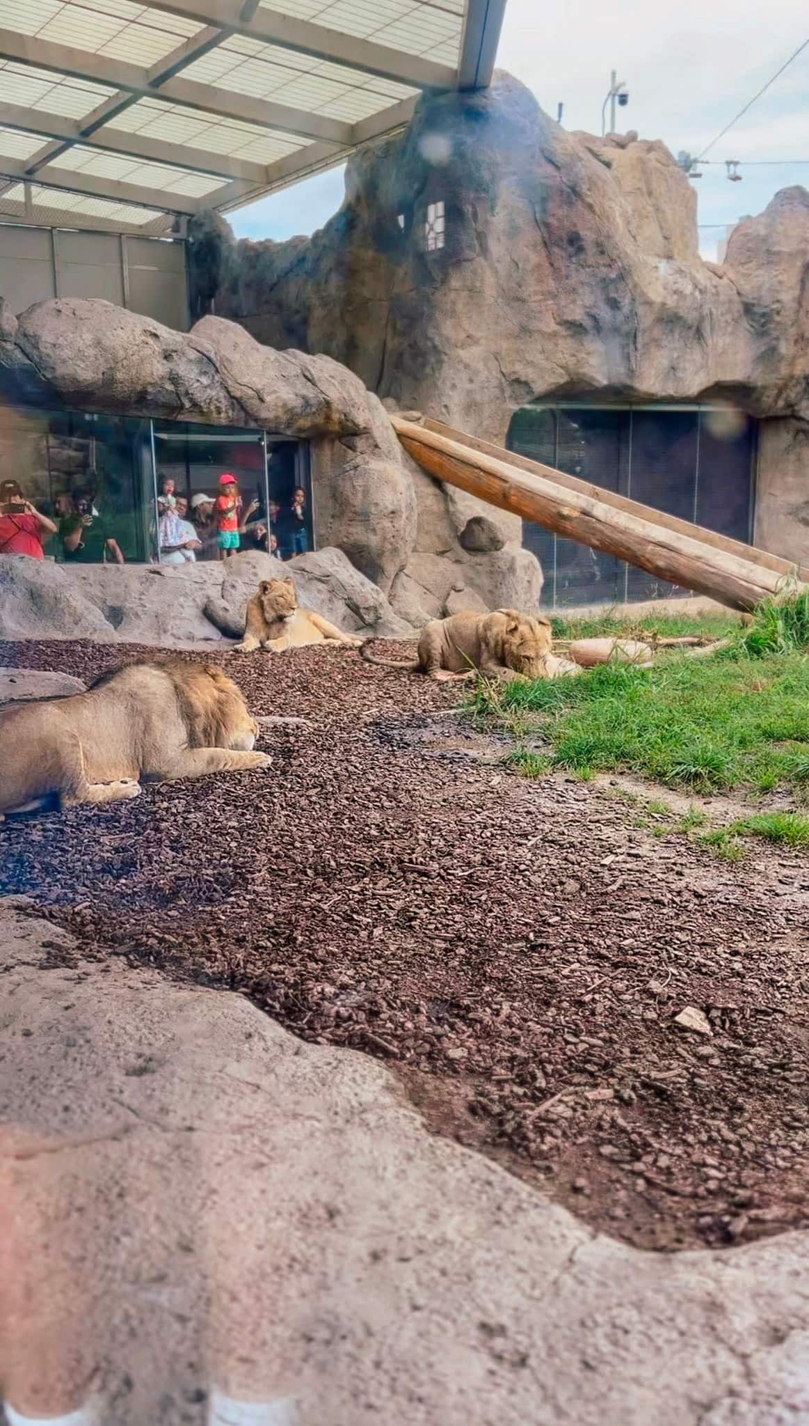 lincoln park zoo