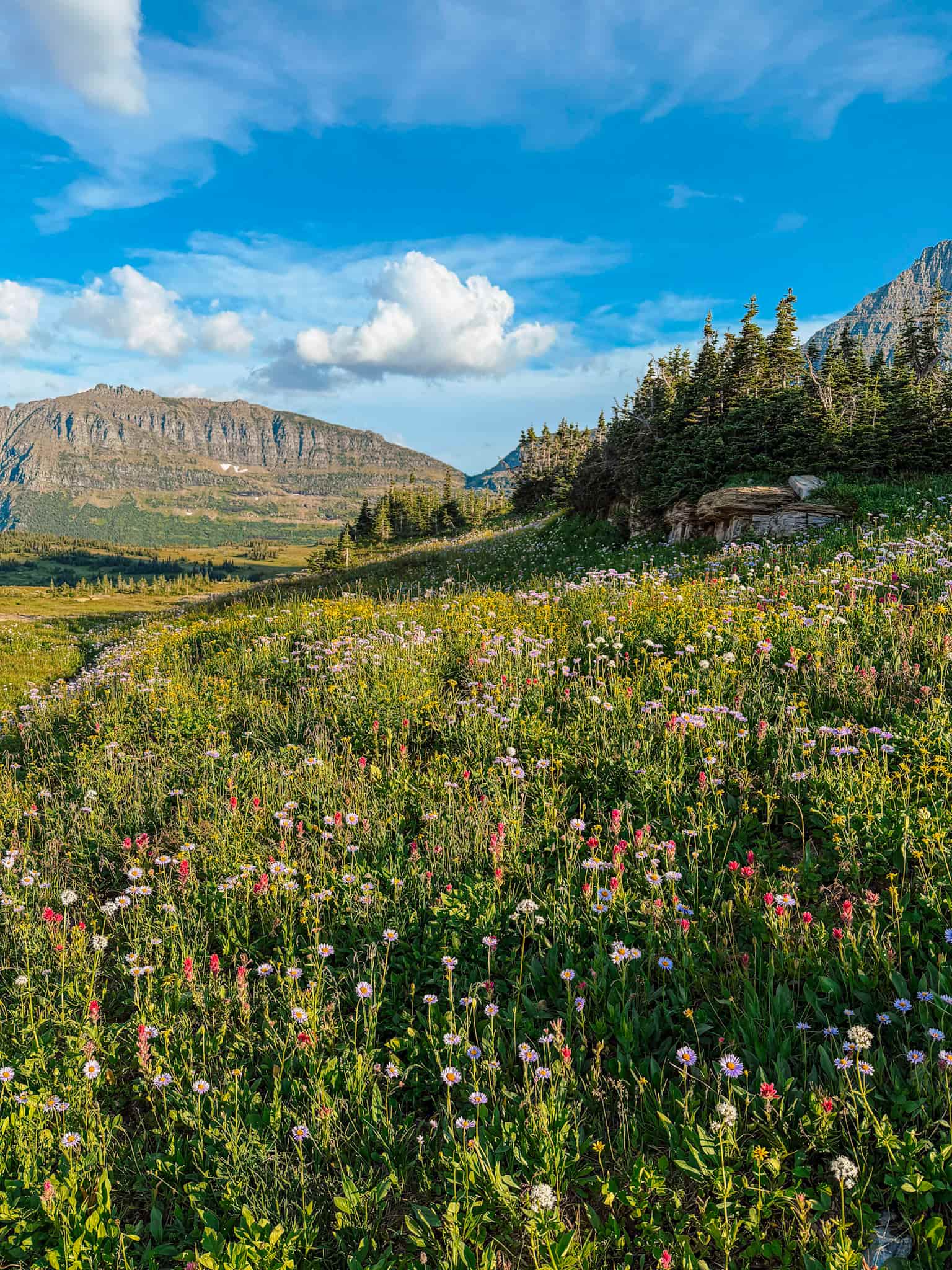wildflowers on hidden lake trail