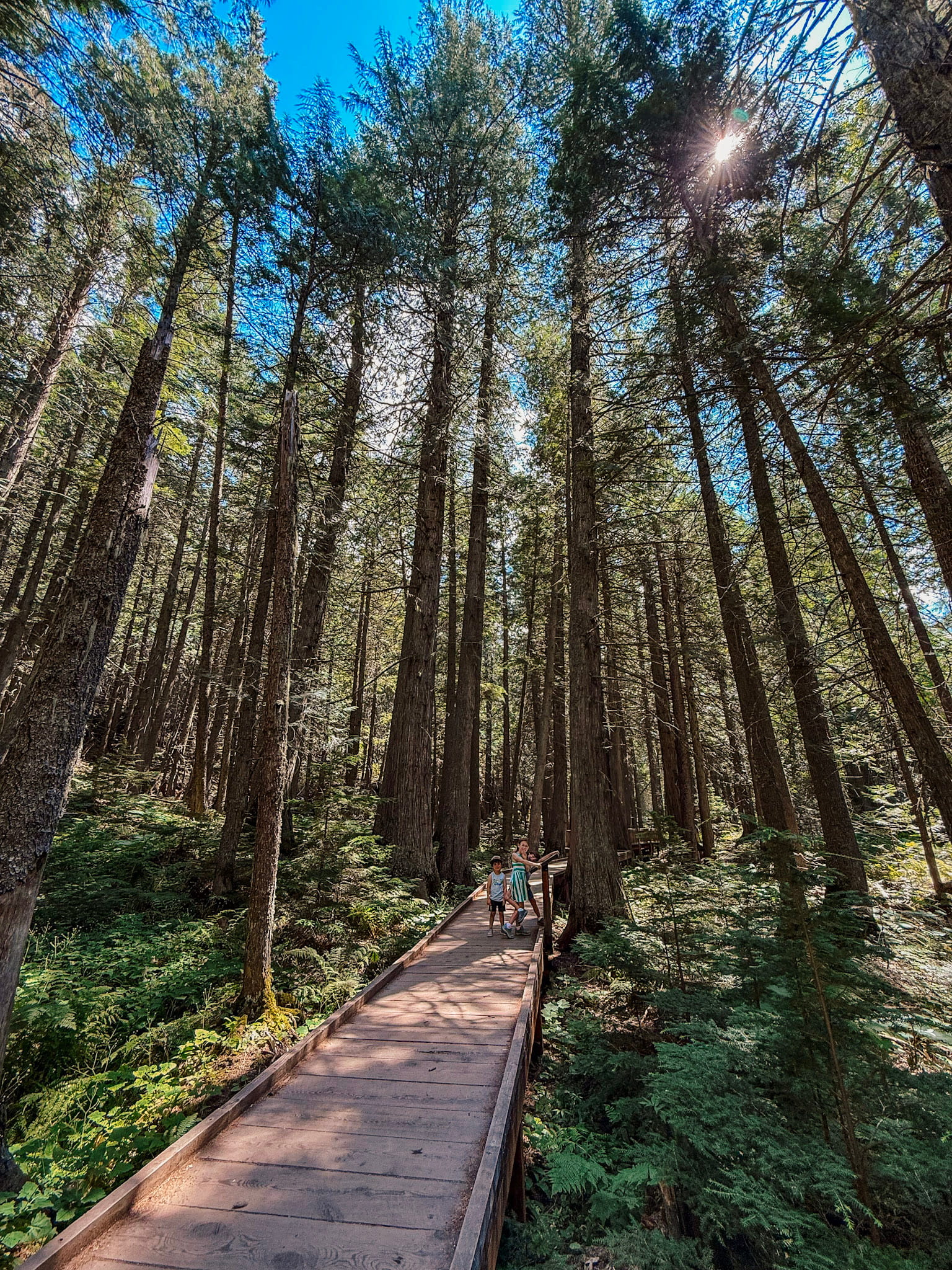 trail of the cedars