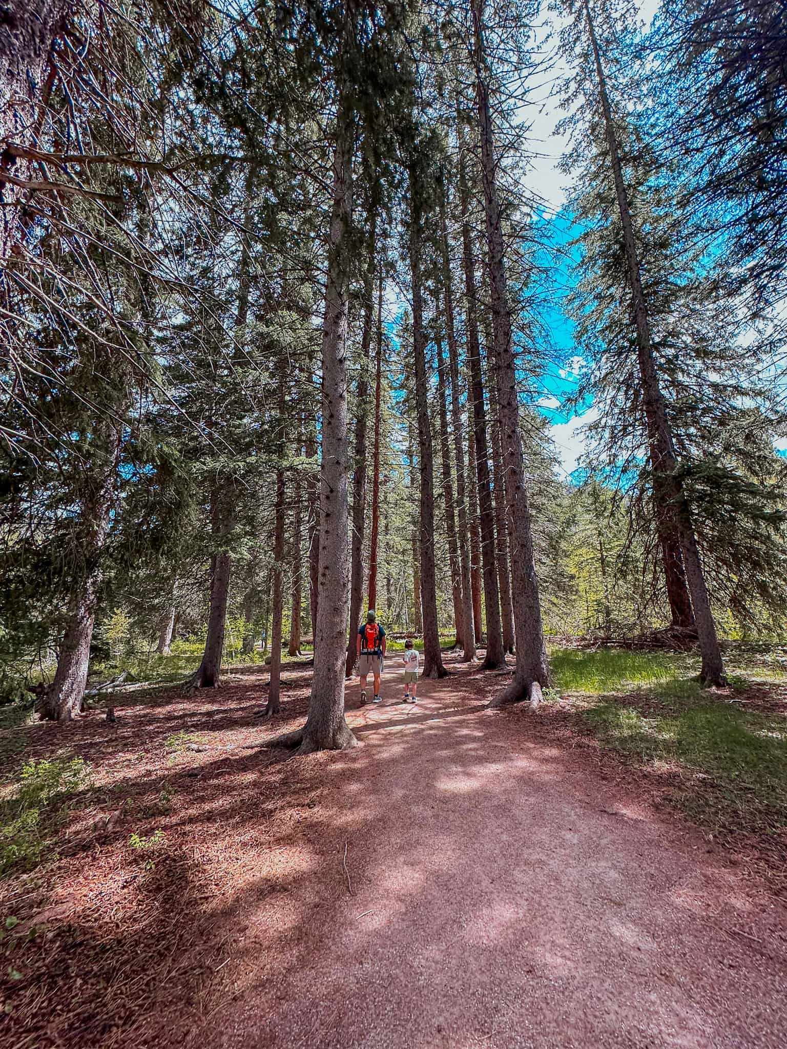 hike through wooded area to waterfall in spearfish canyon black hills waterfalls