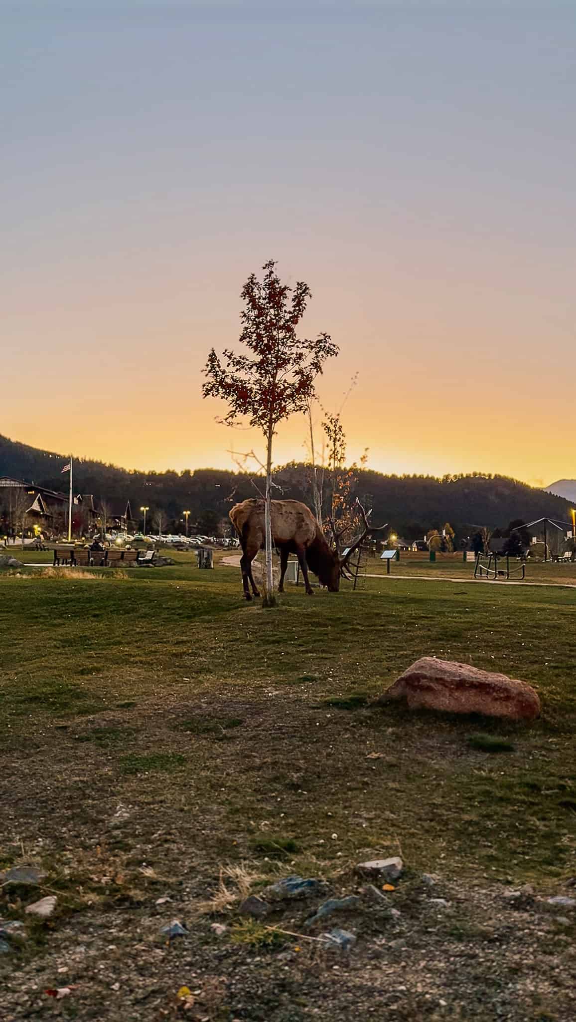 elk grazing at YMCA of the rockies