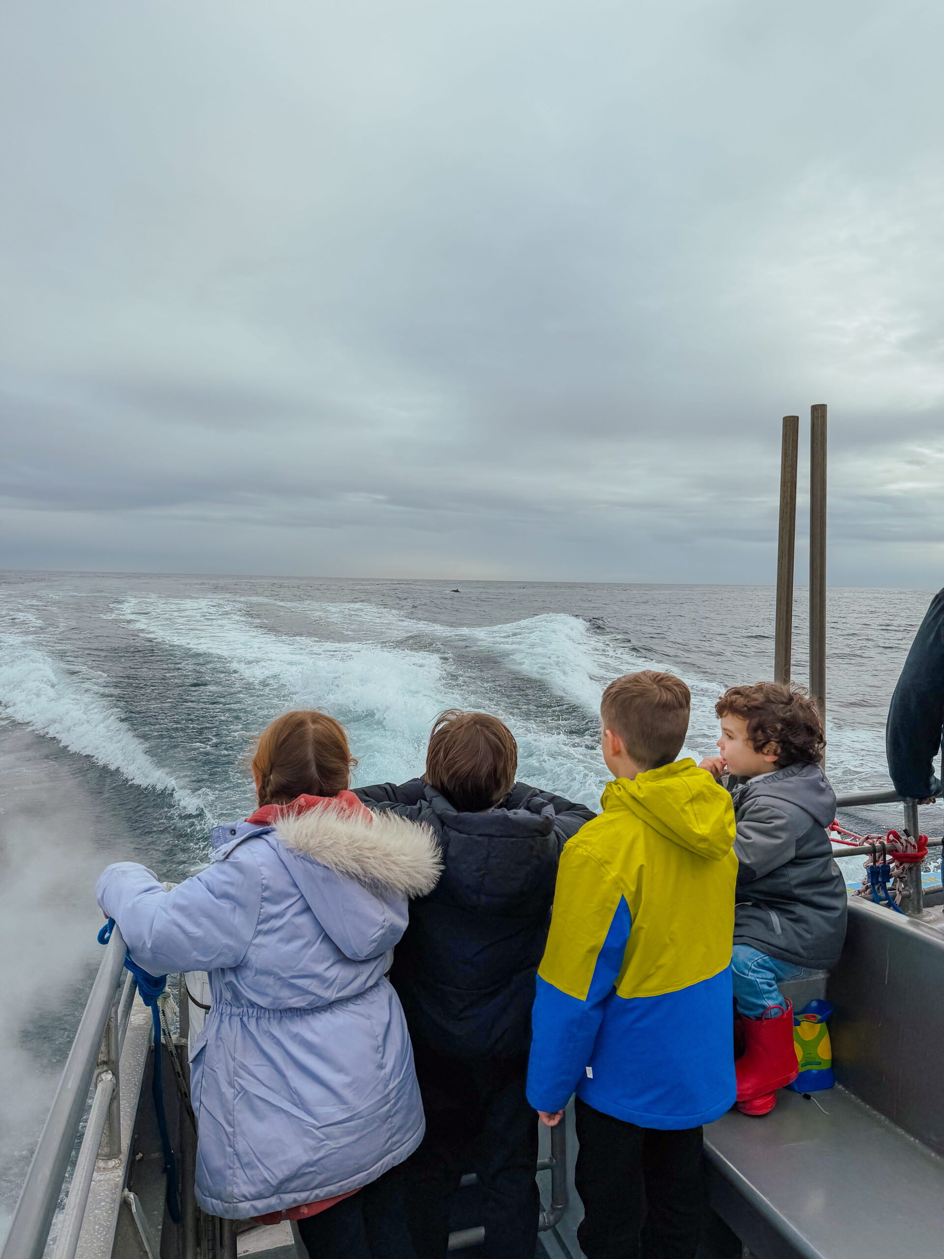 kids watching dolphins jump out of the water at Channel Islands National Park