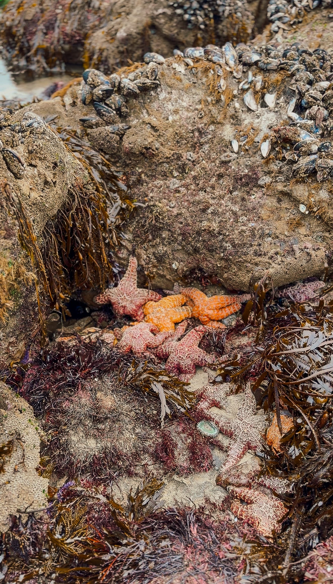 Starfish in the tide pools at Leo Carillo state park