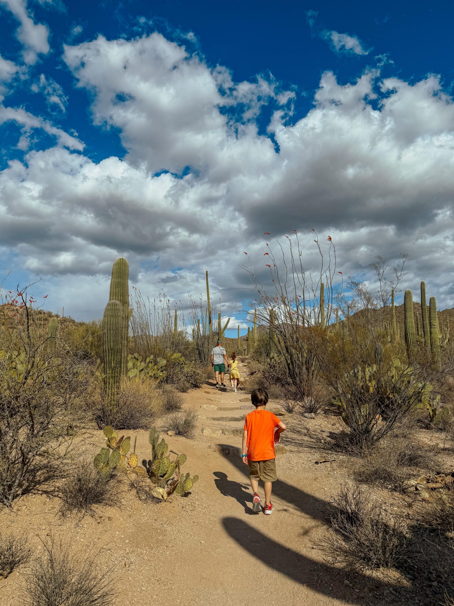 Family walking through Saguaro cacti in the national park in Arizona