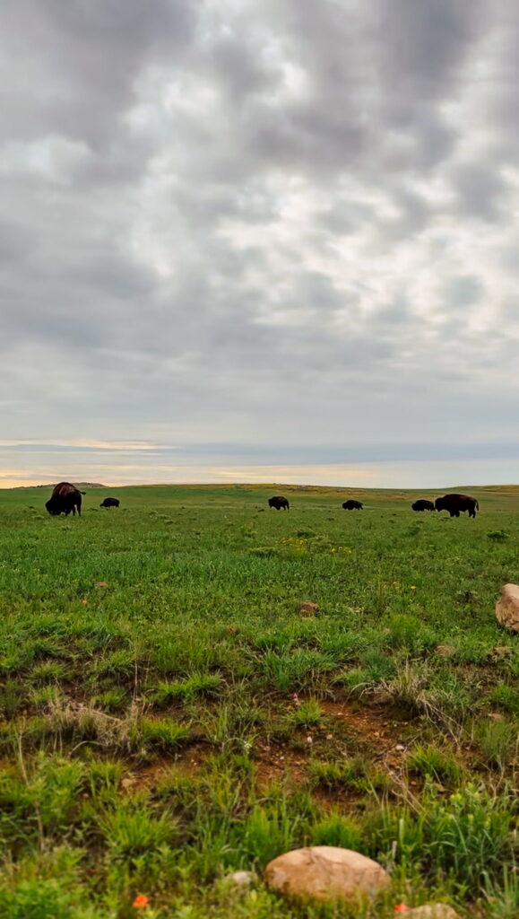 free roaming bison at Wichita Mountains Wildlife refuge Lawton Oklahoma