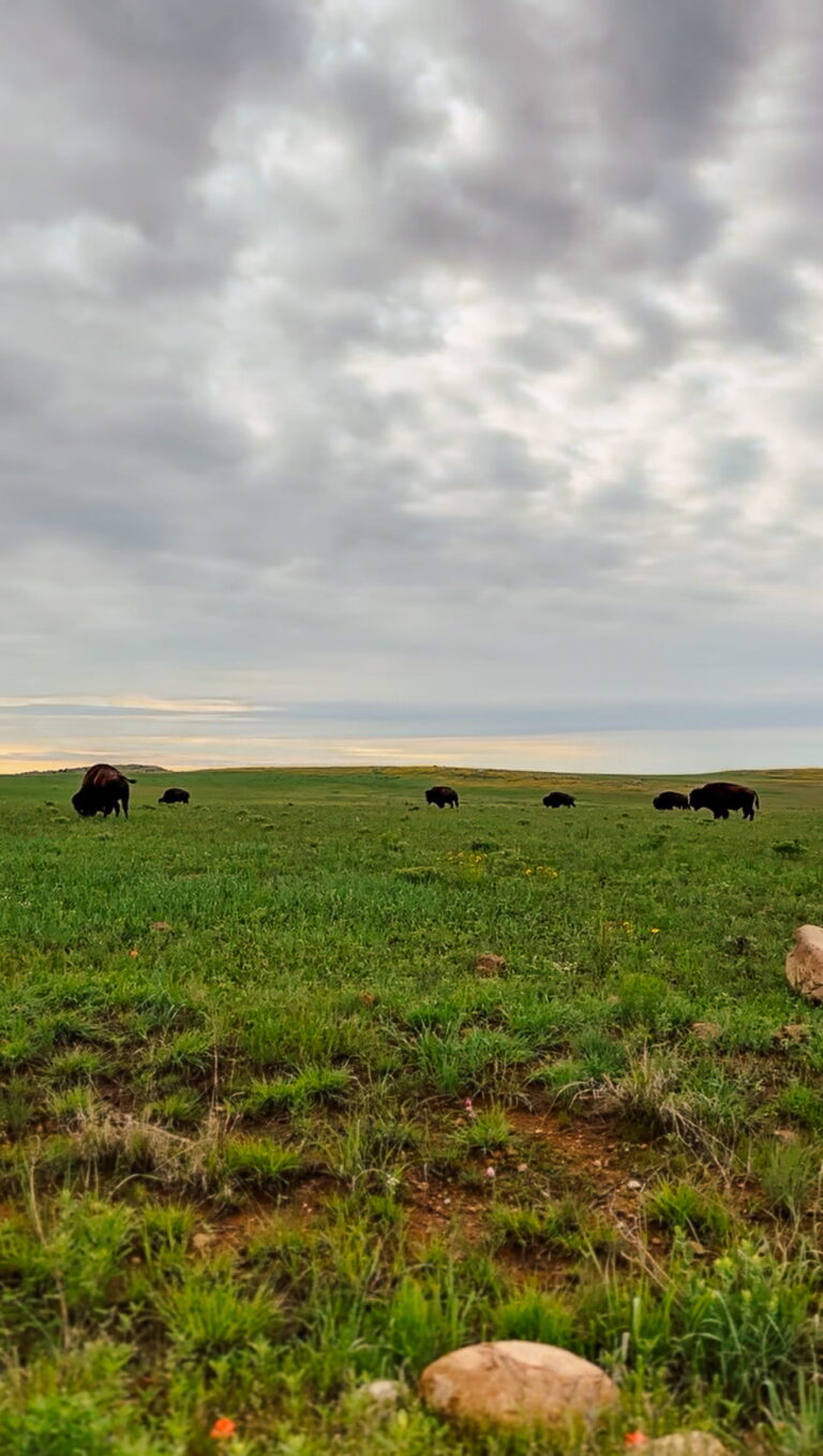 free roaming bison at Wichita Mountains Wildlife refuge Lawton Oklahoma