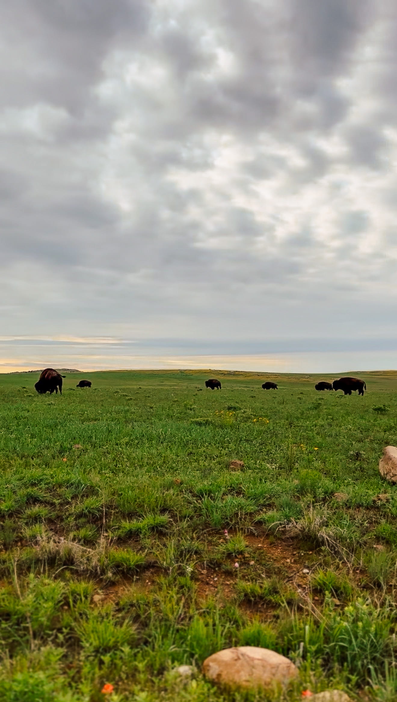 free roaming bison at Wichita Mountains Wildlife refuge Lawton Oklahoma