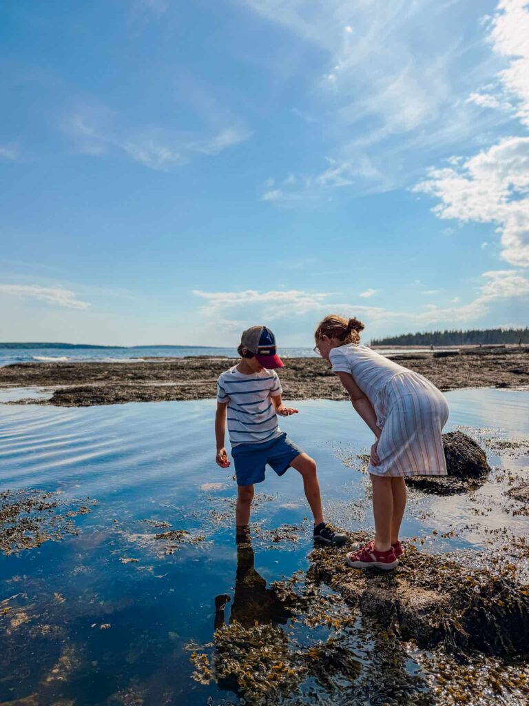 tide pooling at acadia national park