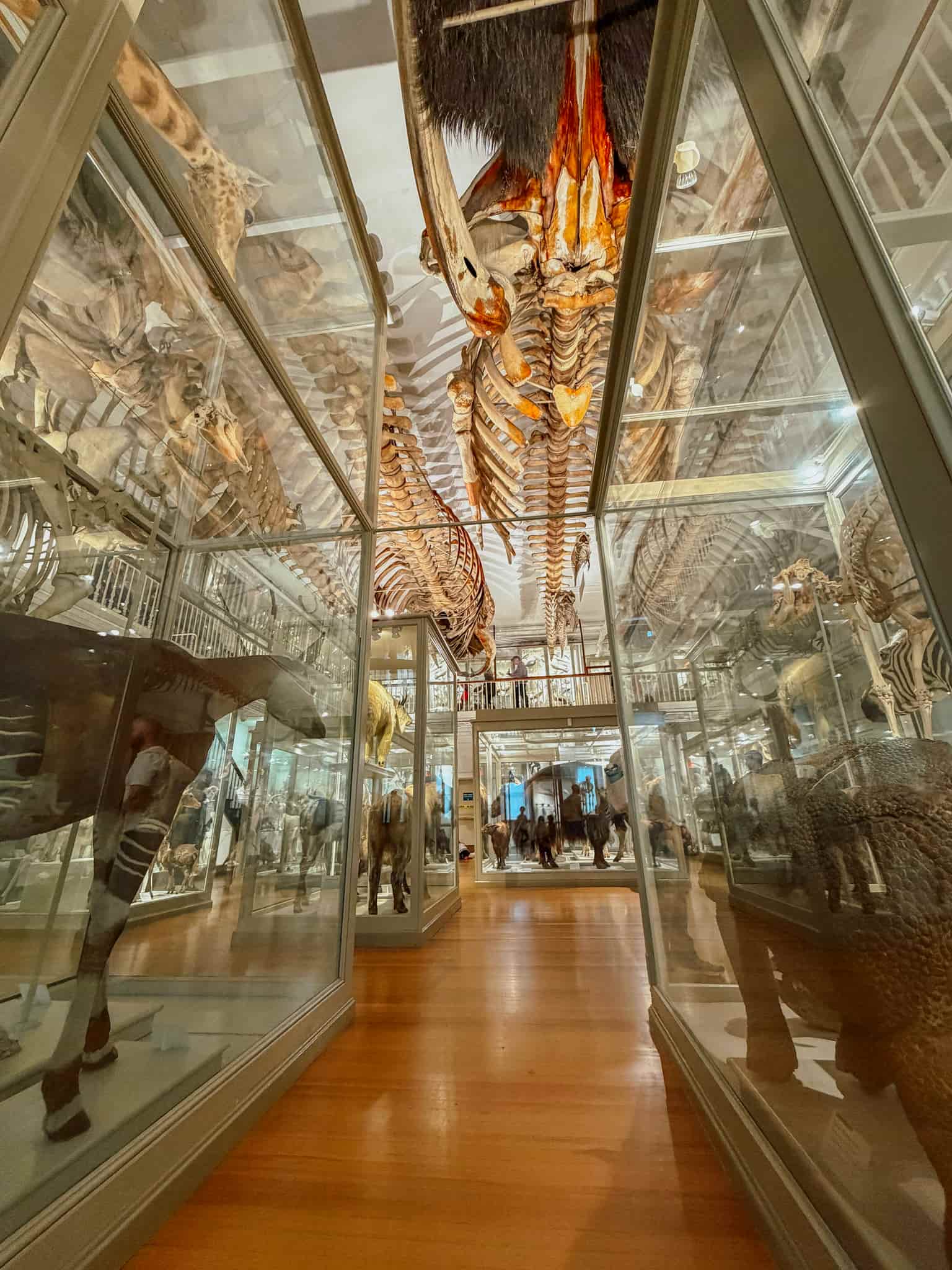museum of natural history in boston