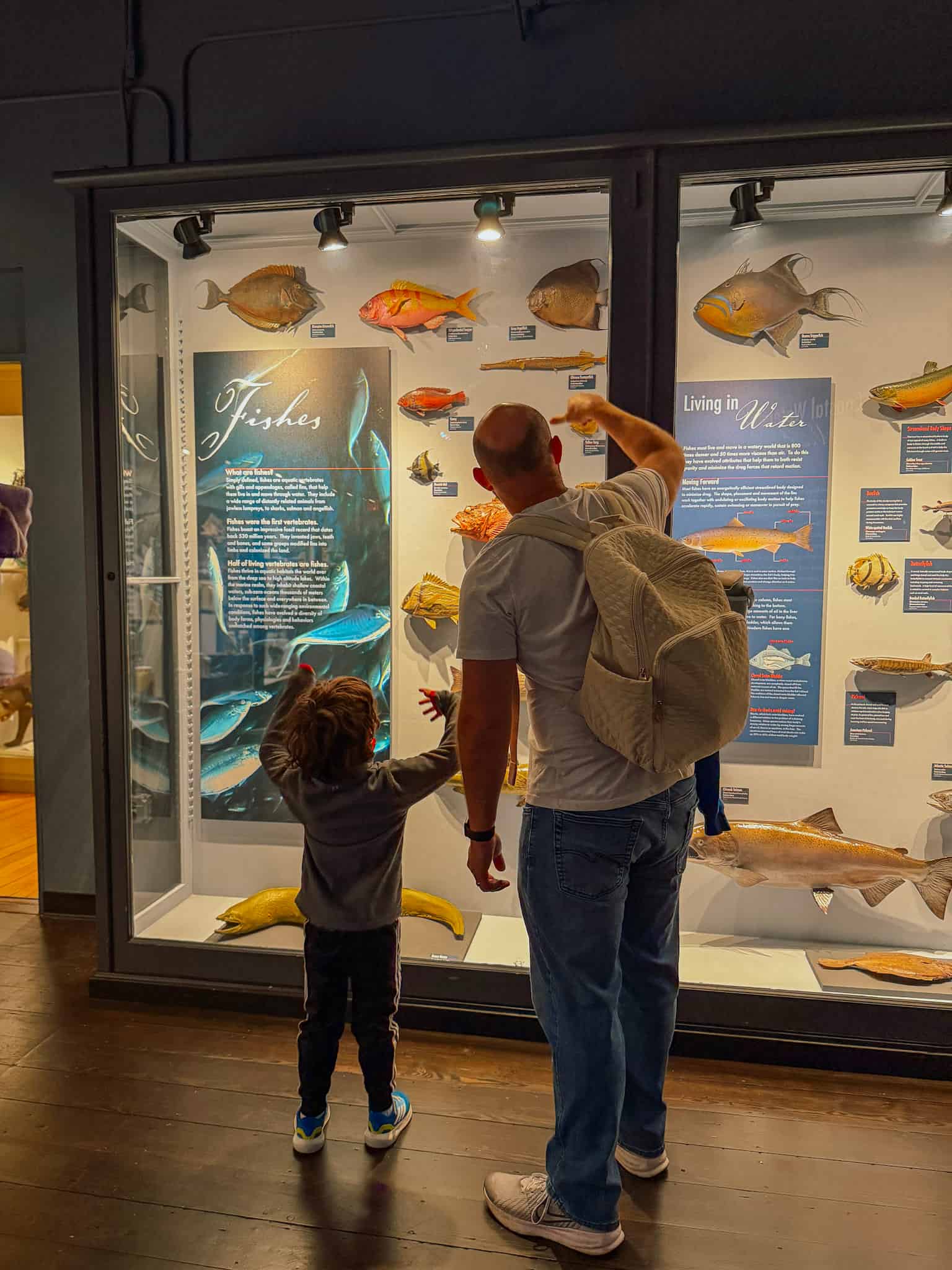 museum of natural history in boston