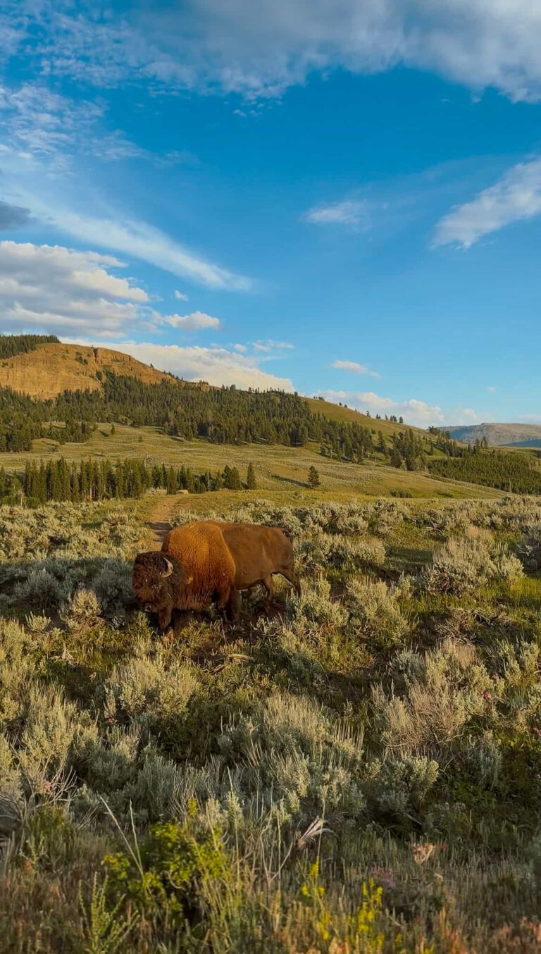 yellowstone with kids
