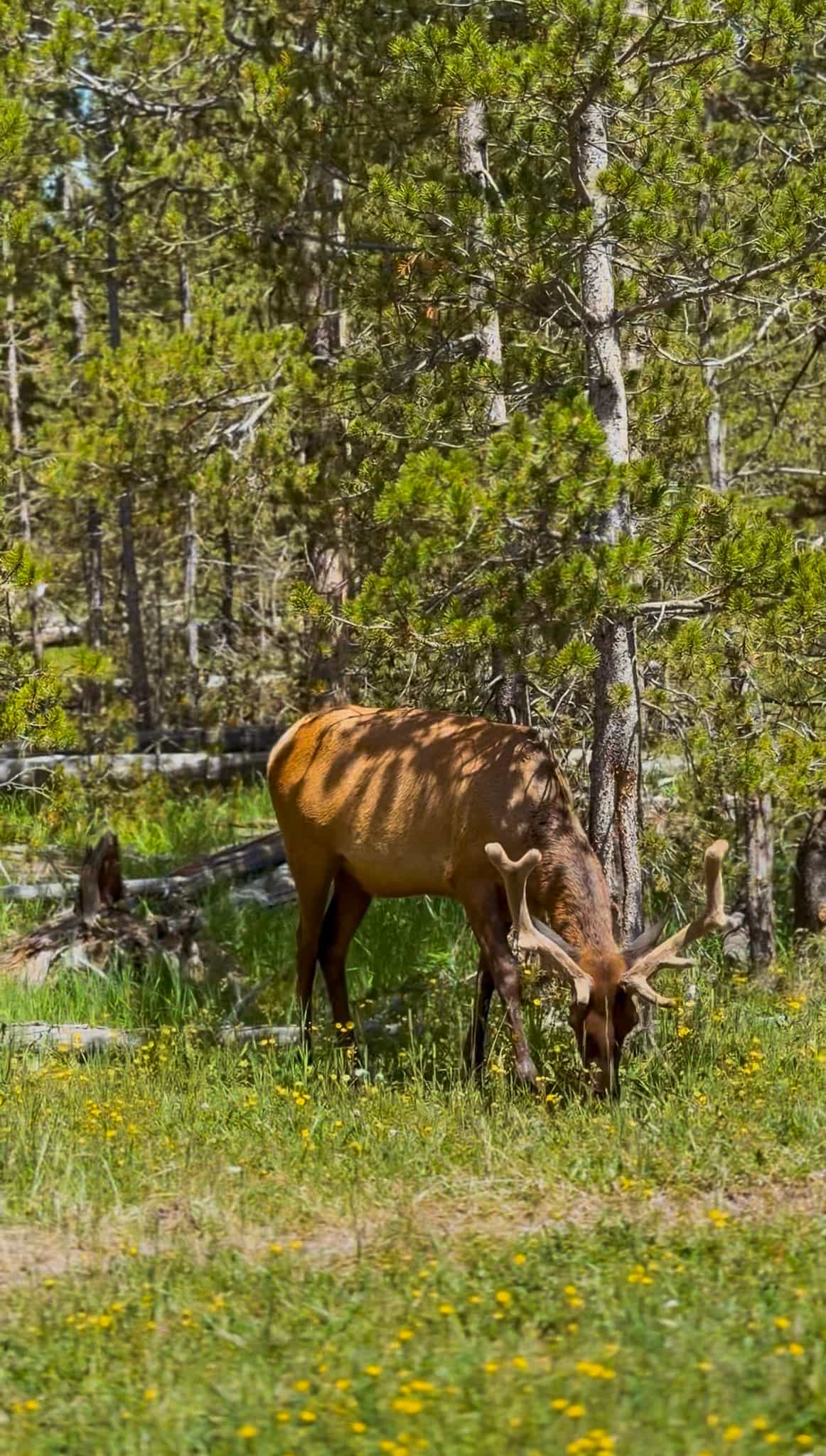 wildlife viewing yellowstone elk