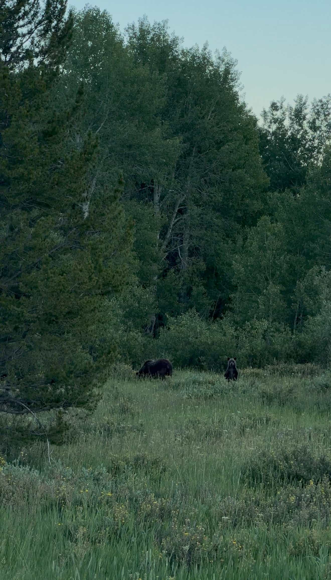 grand teton bears
