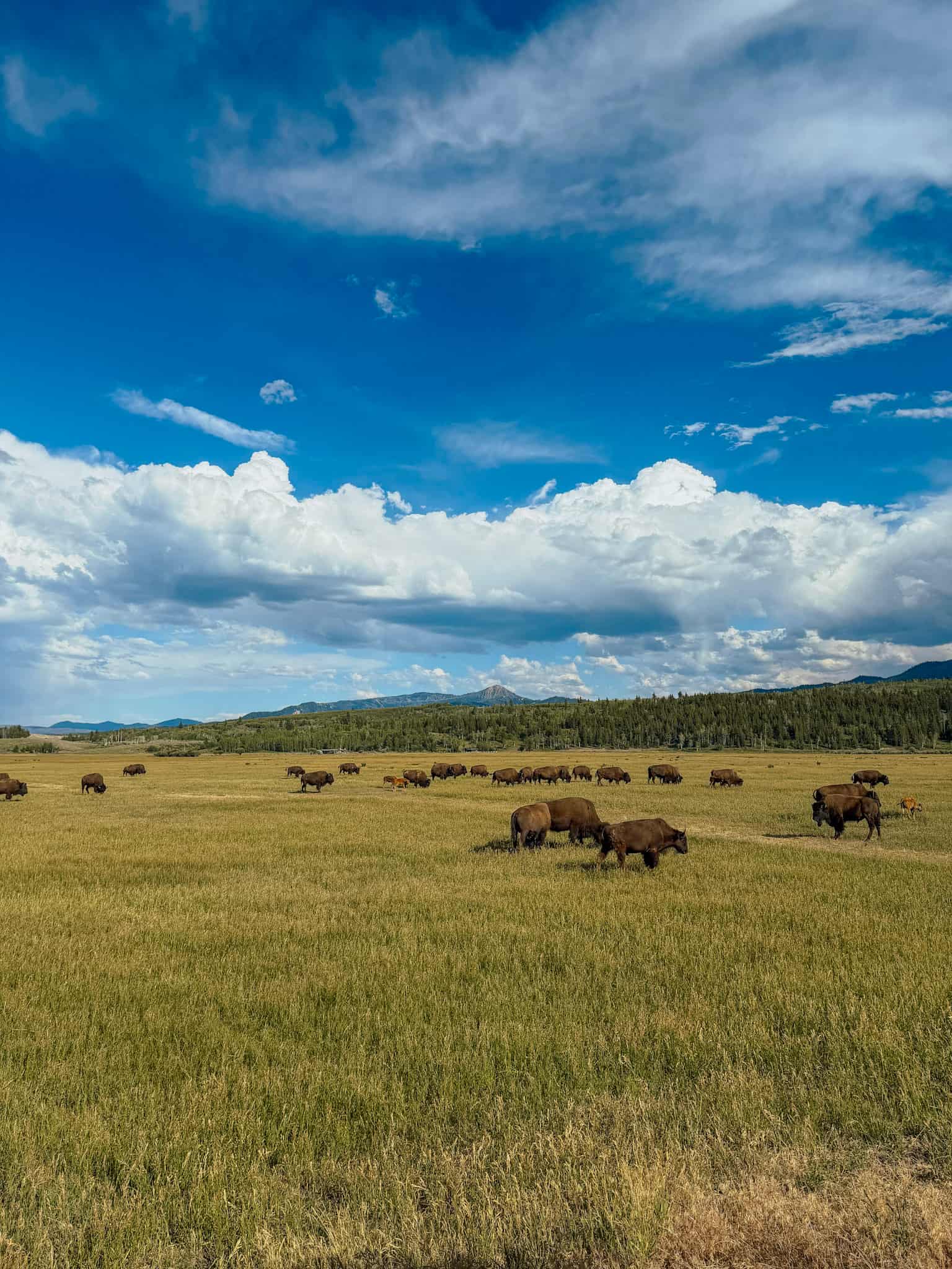 bison at grand tetons national park 