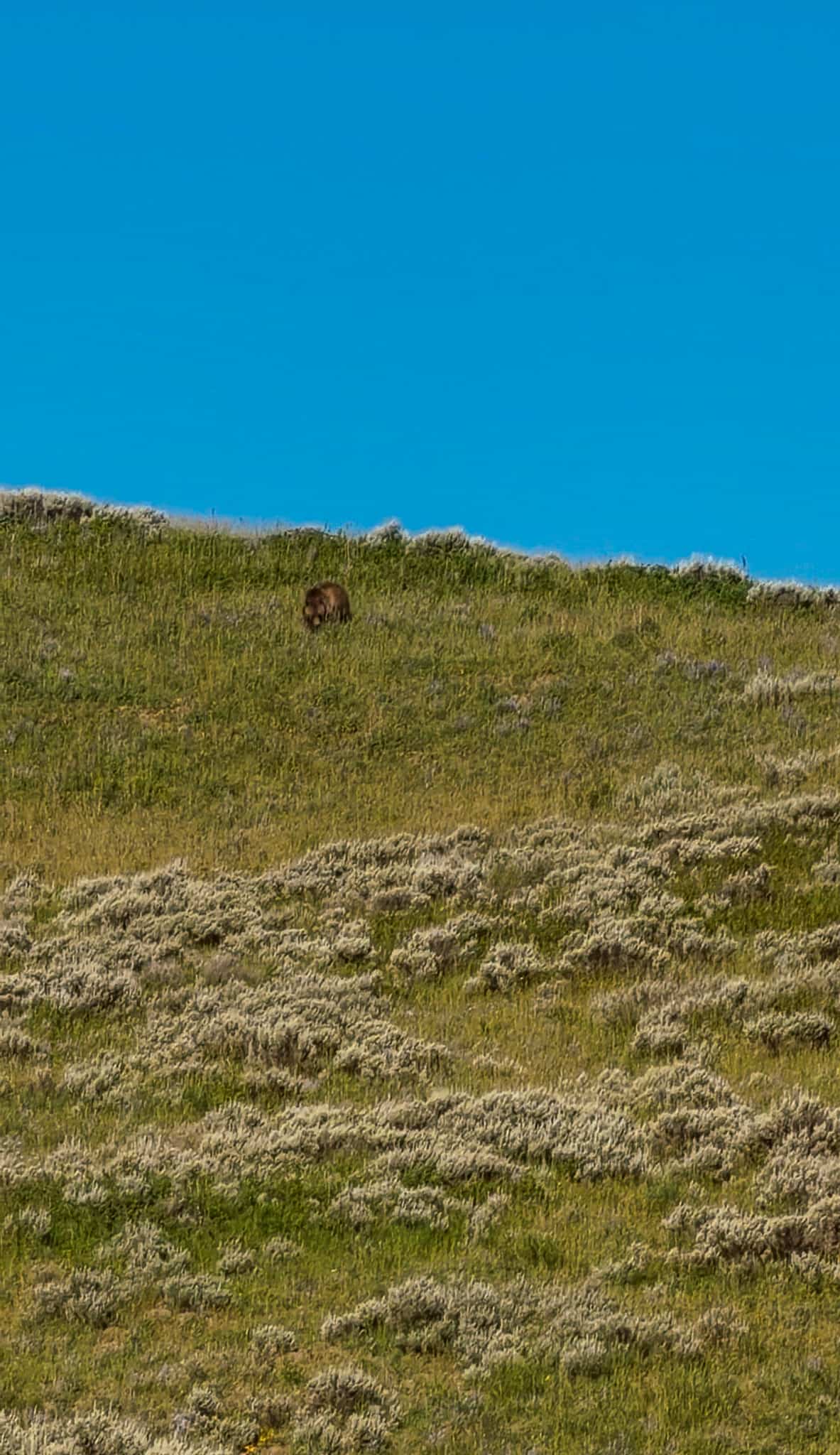 grizzly bear in hayden valley