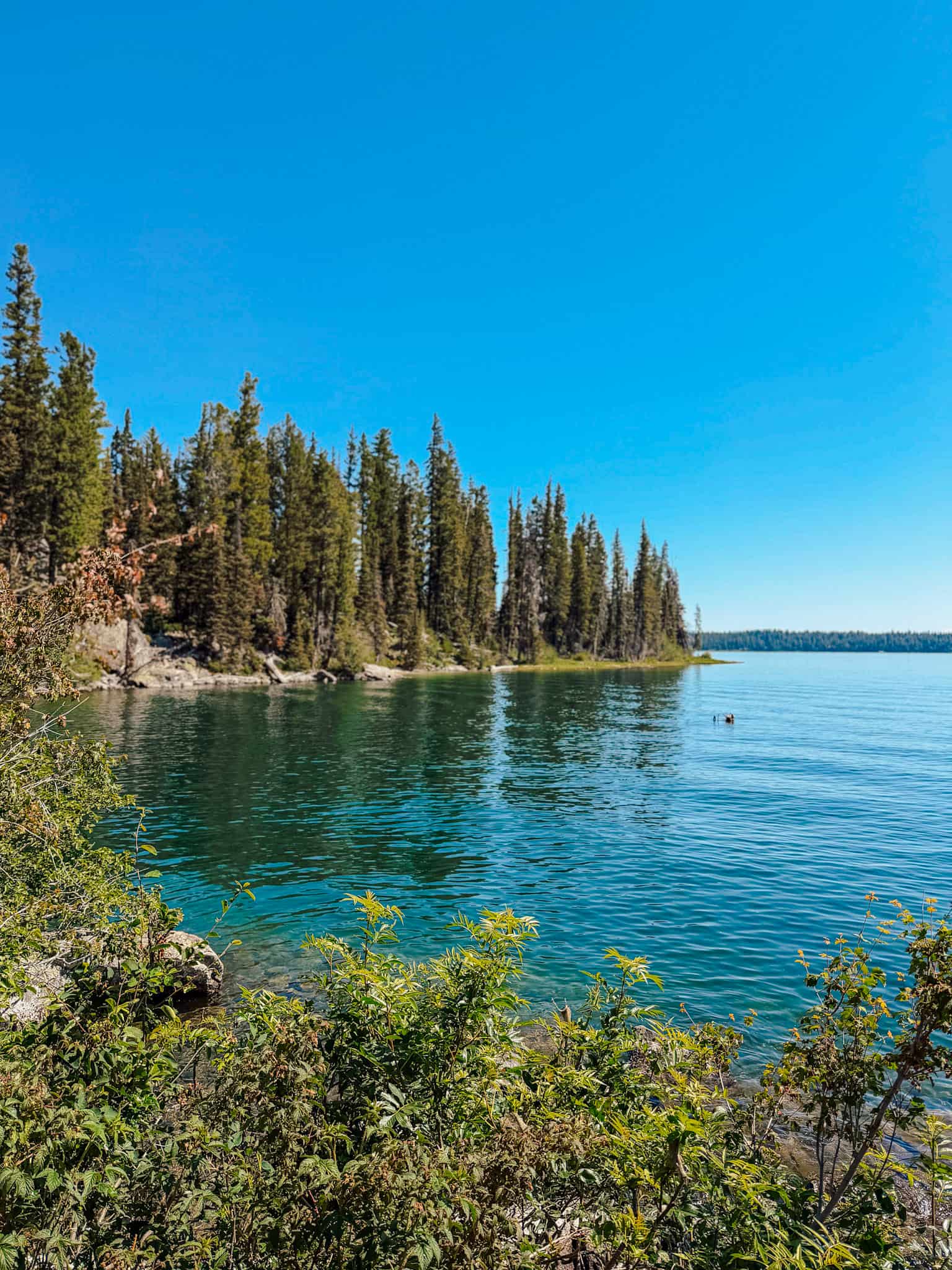 jenny lake