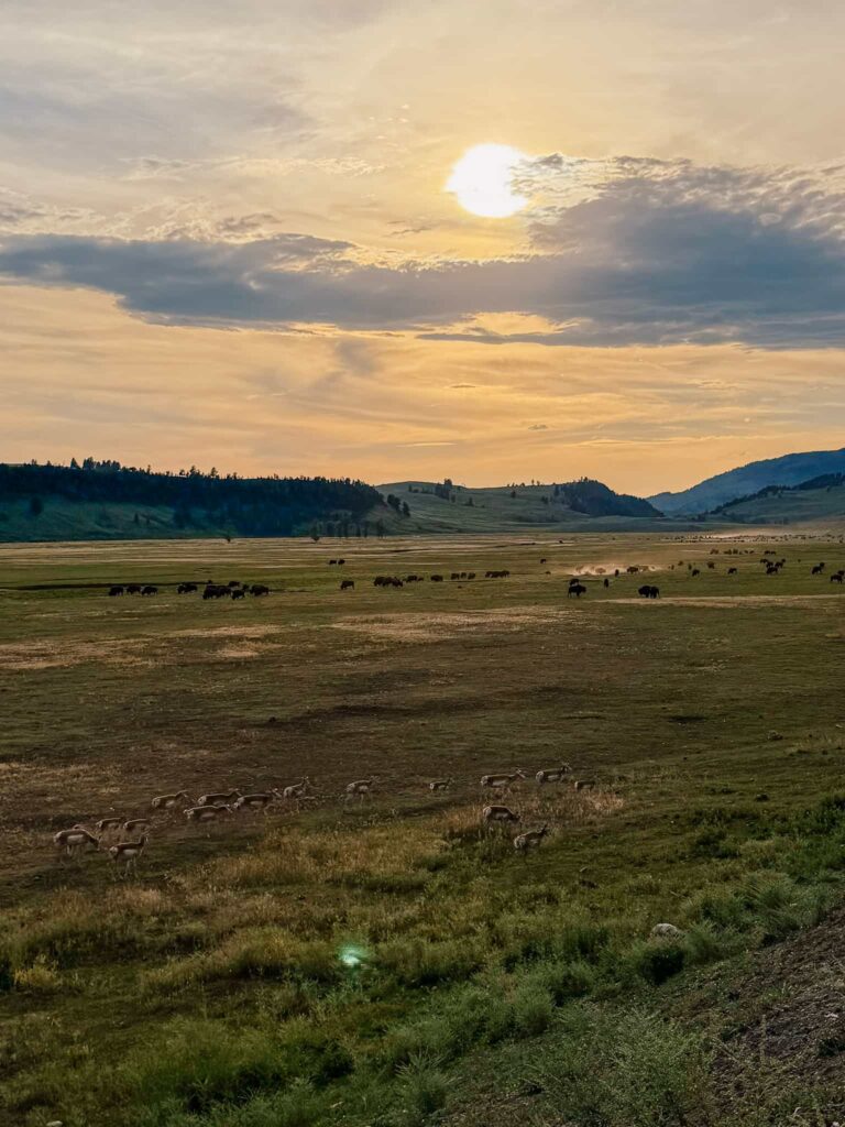 Wildlife in Lamar Valley