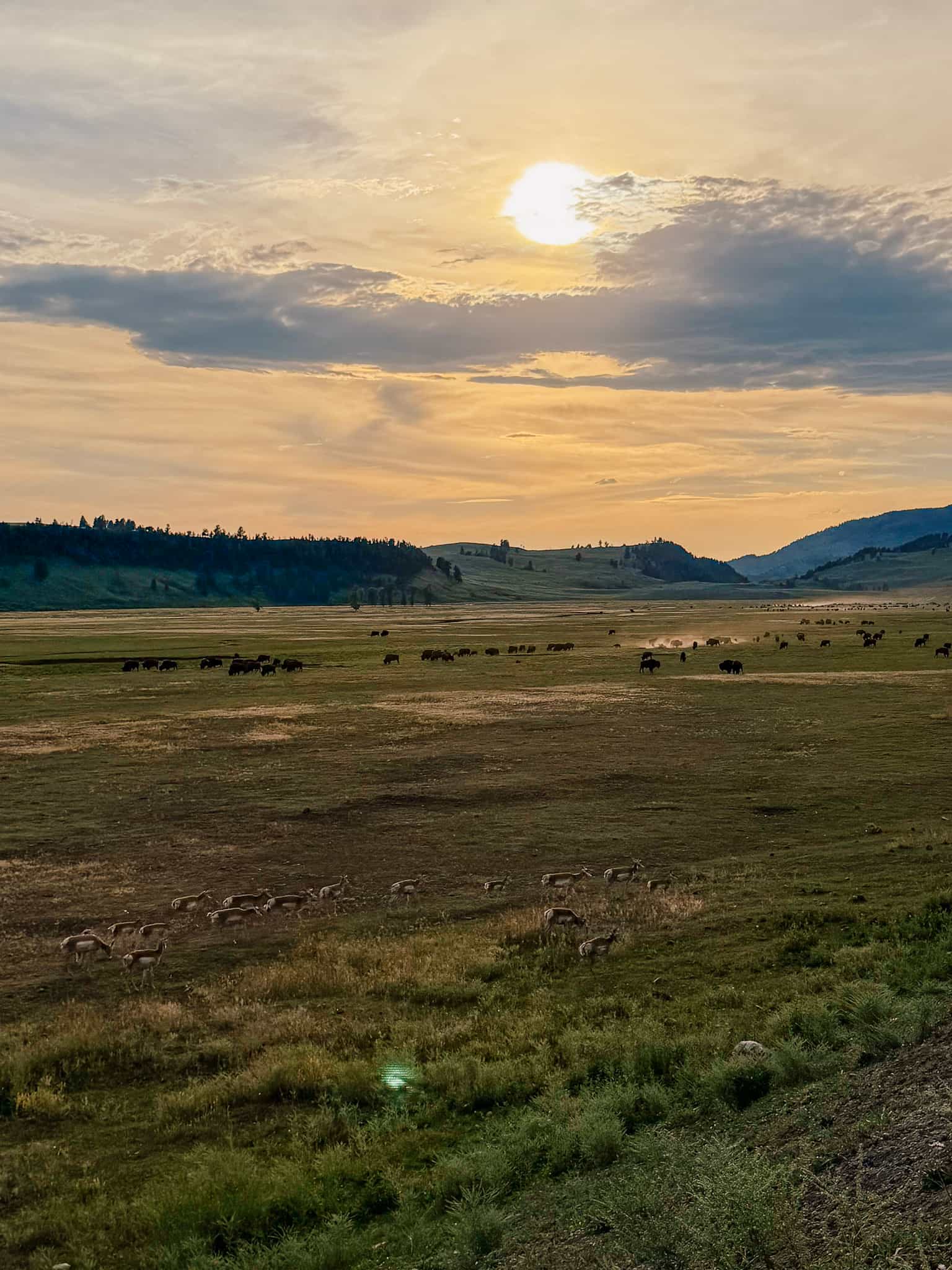 Wildlife in Lamar Valley