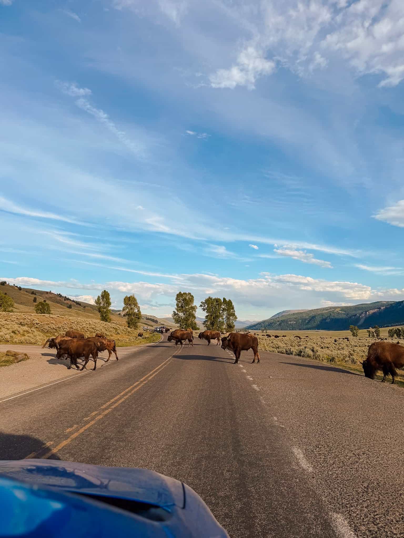 bison traffic jam