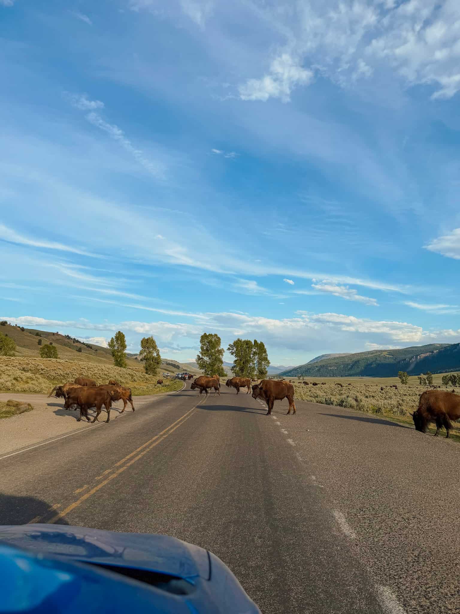bison traffic jam lamar valley yellowstone and grand teton national park 