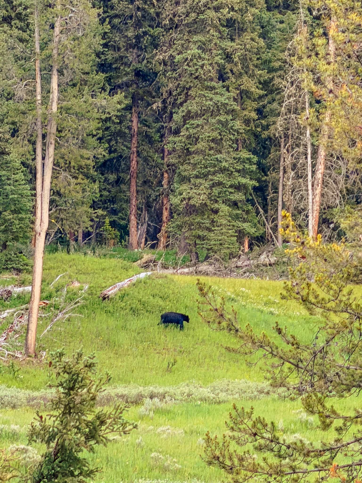 black bear wildlife in yellowstone