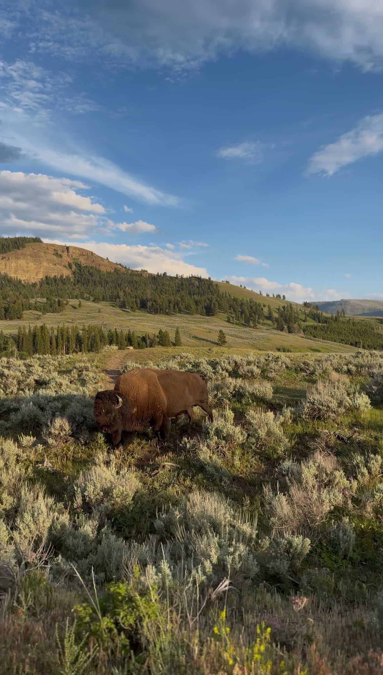bison in lamar valley