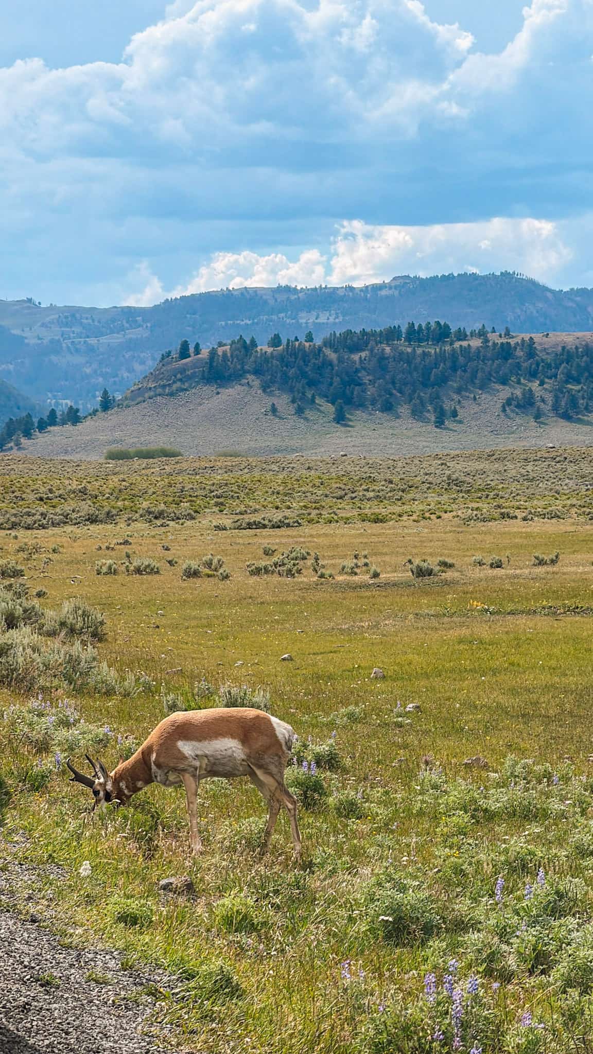 wildlife in yellowstone