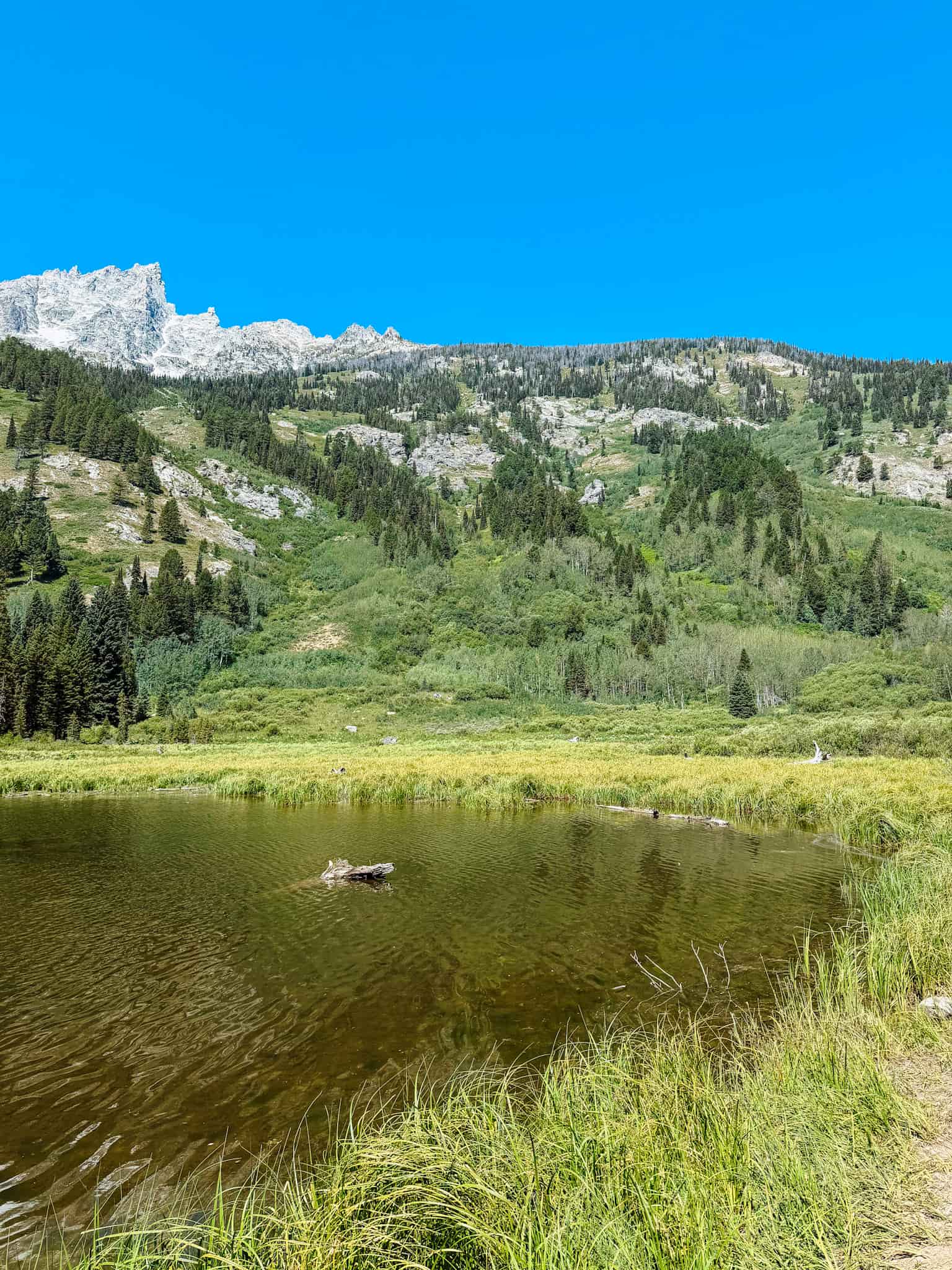 moose pond