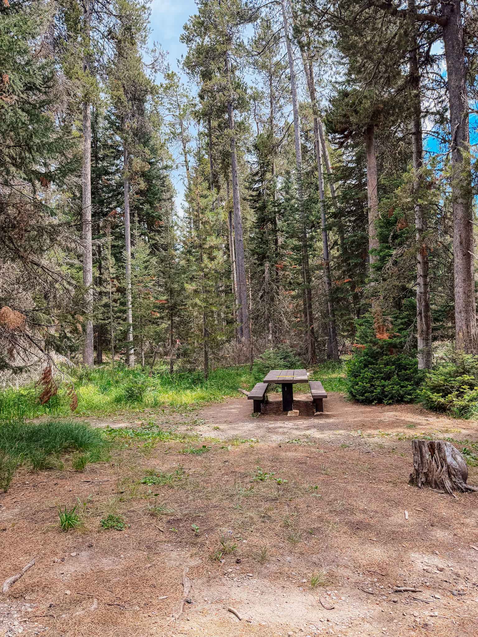 string lake picnic area grand tetons national park 