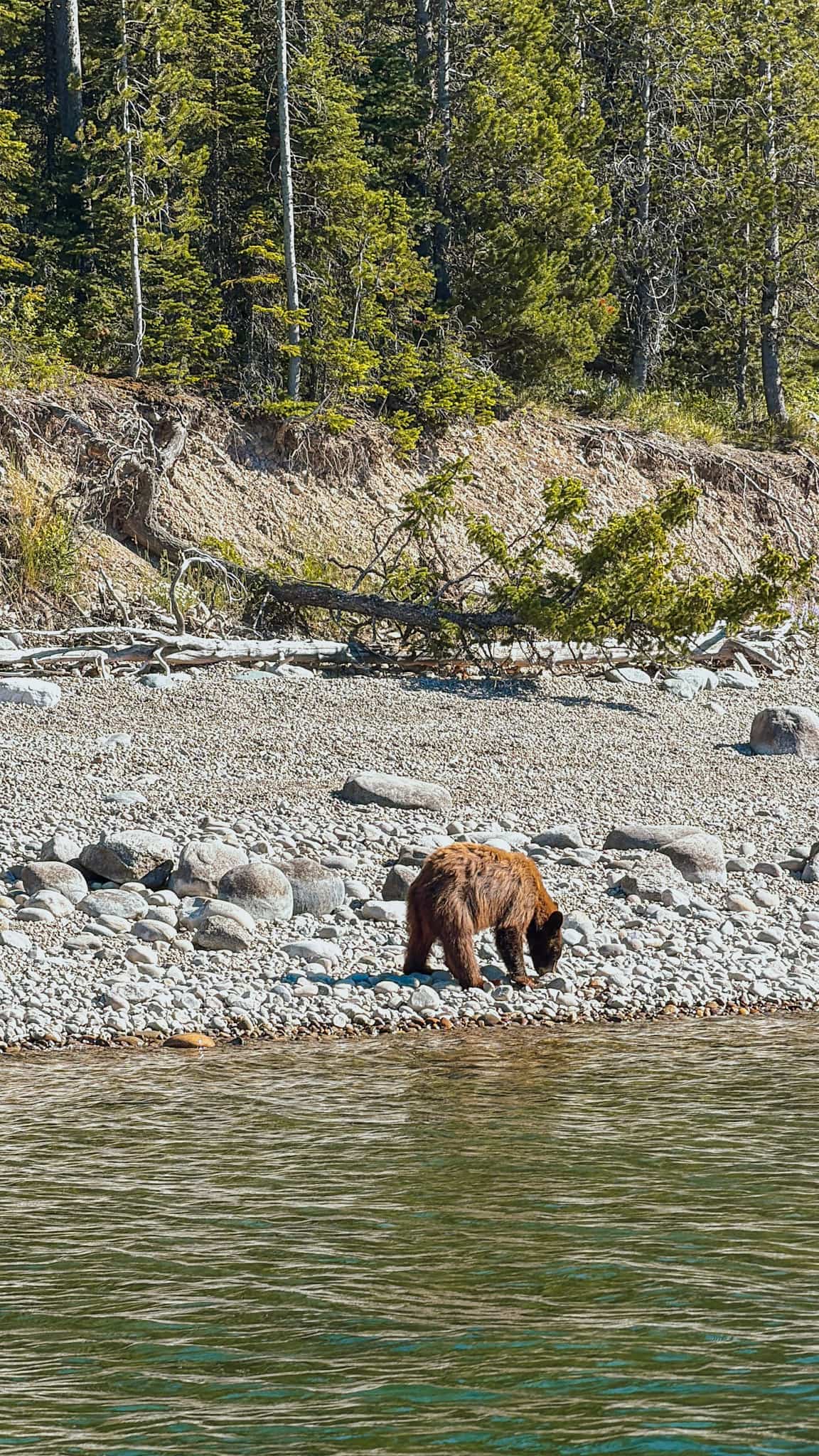 Jackson lake grizzly bear grand tetons national park 
