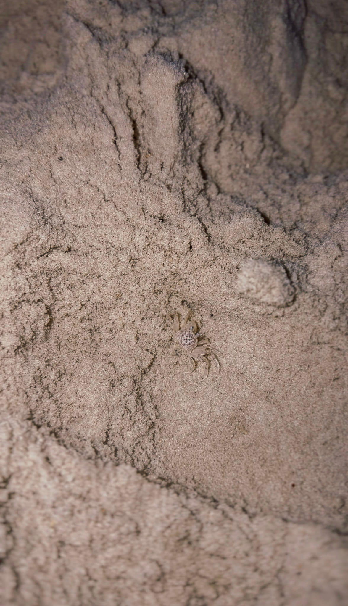 ghost crab in gulf shores alabama 