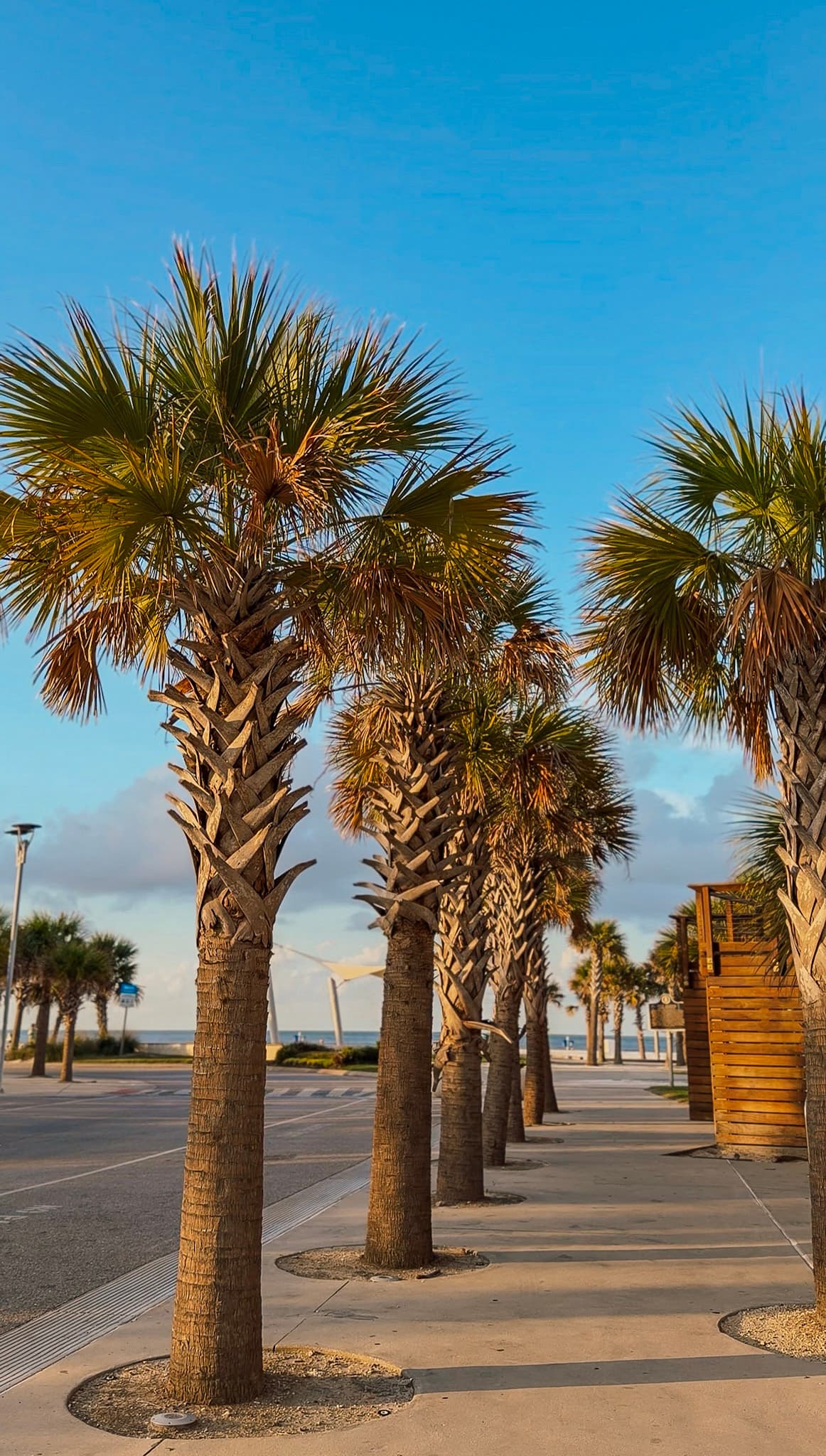 palm trees in gulf shores, alabama with kids