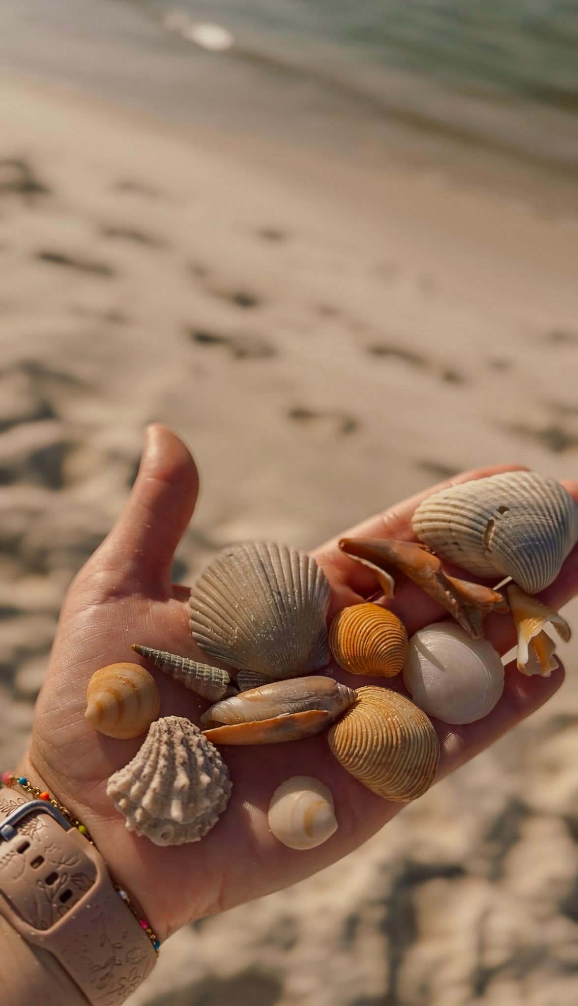 shelling in gulf shores