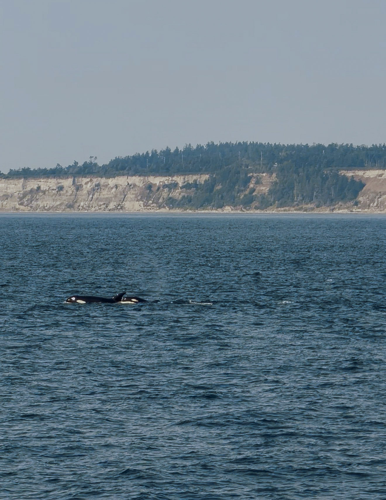 orcas washington state