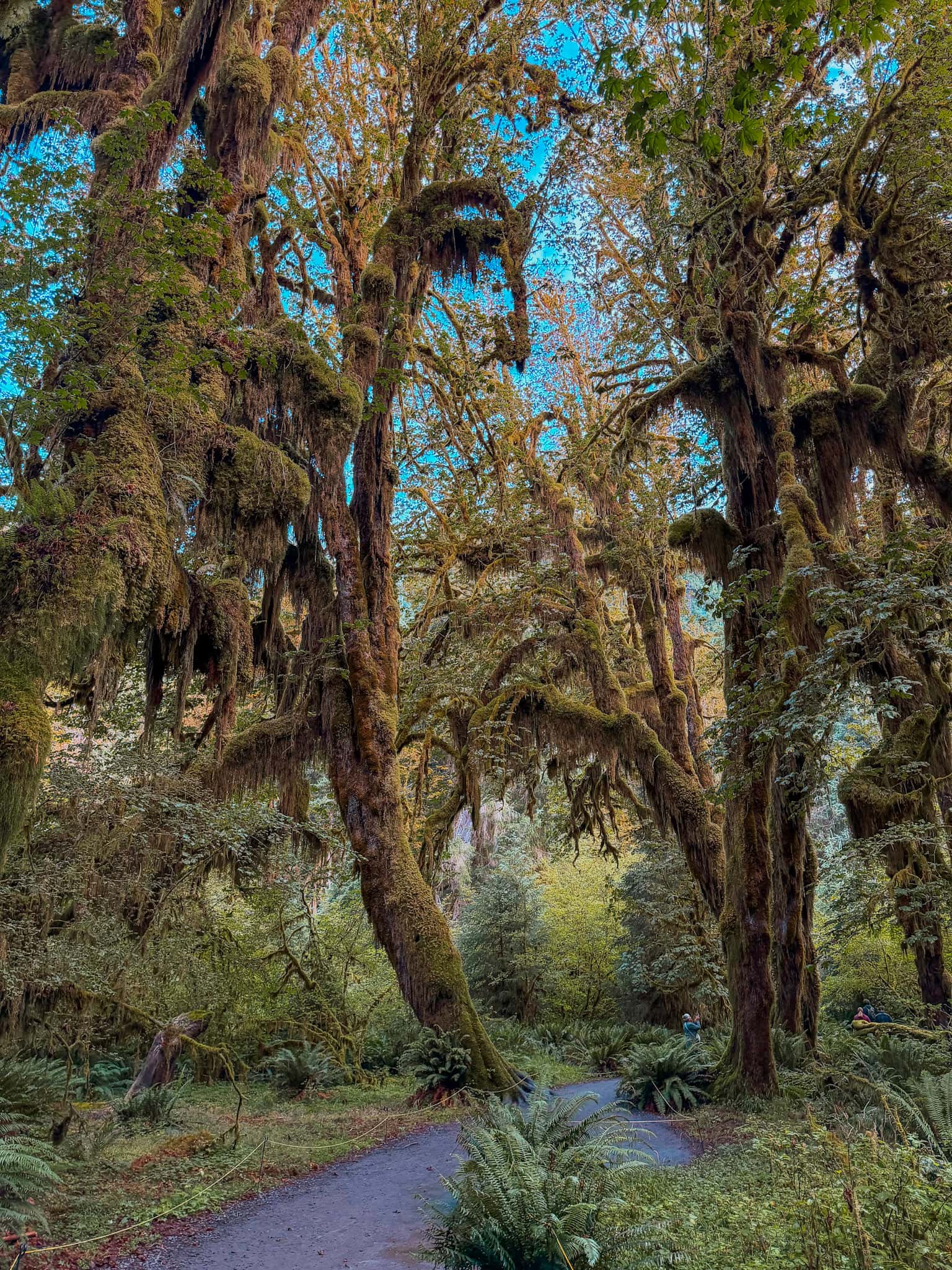 hoh rainforest olympic national park