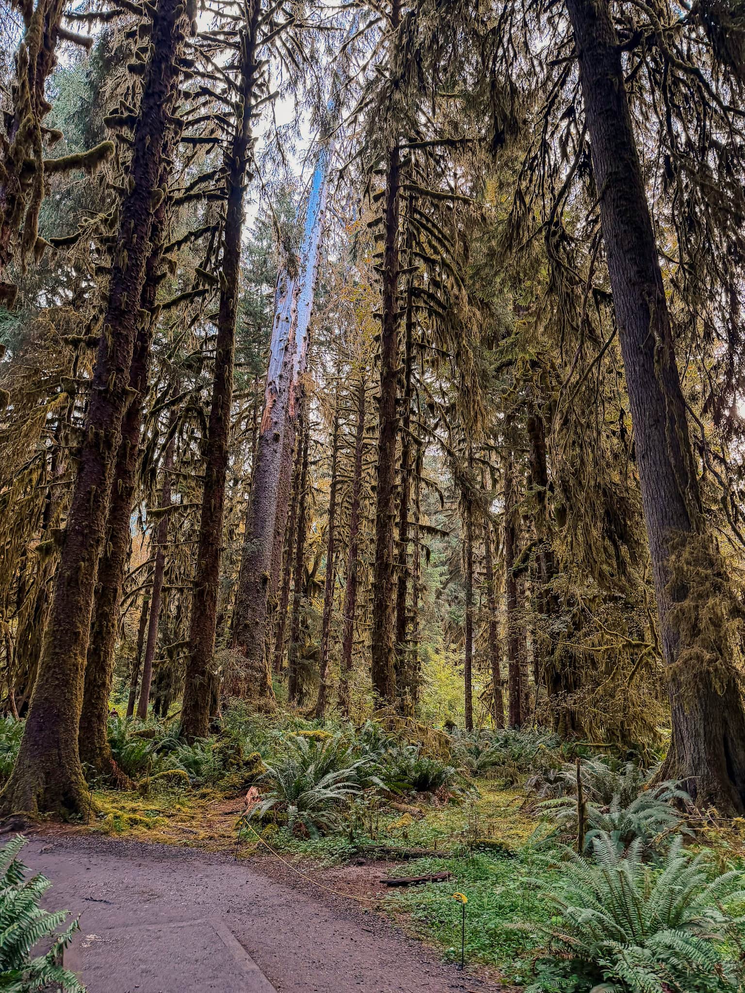 hoh rainforest olympic national park with kids