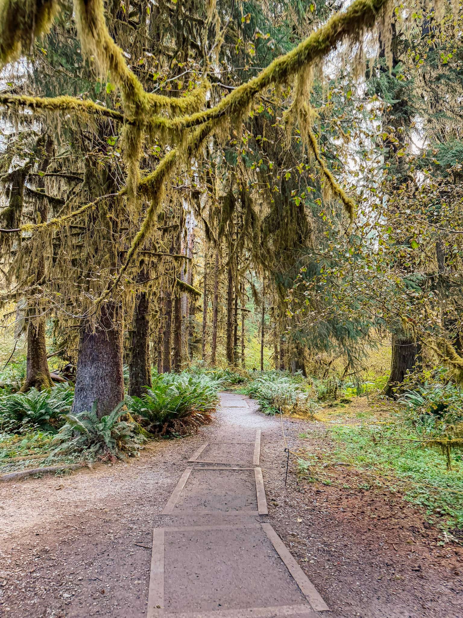 hoh rainforest olympic national park