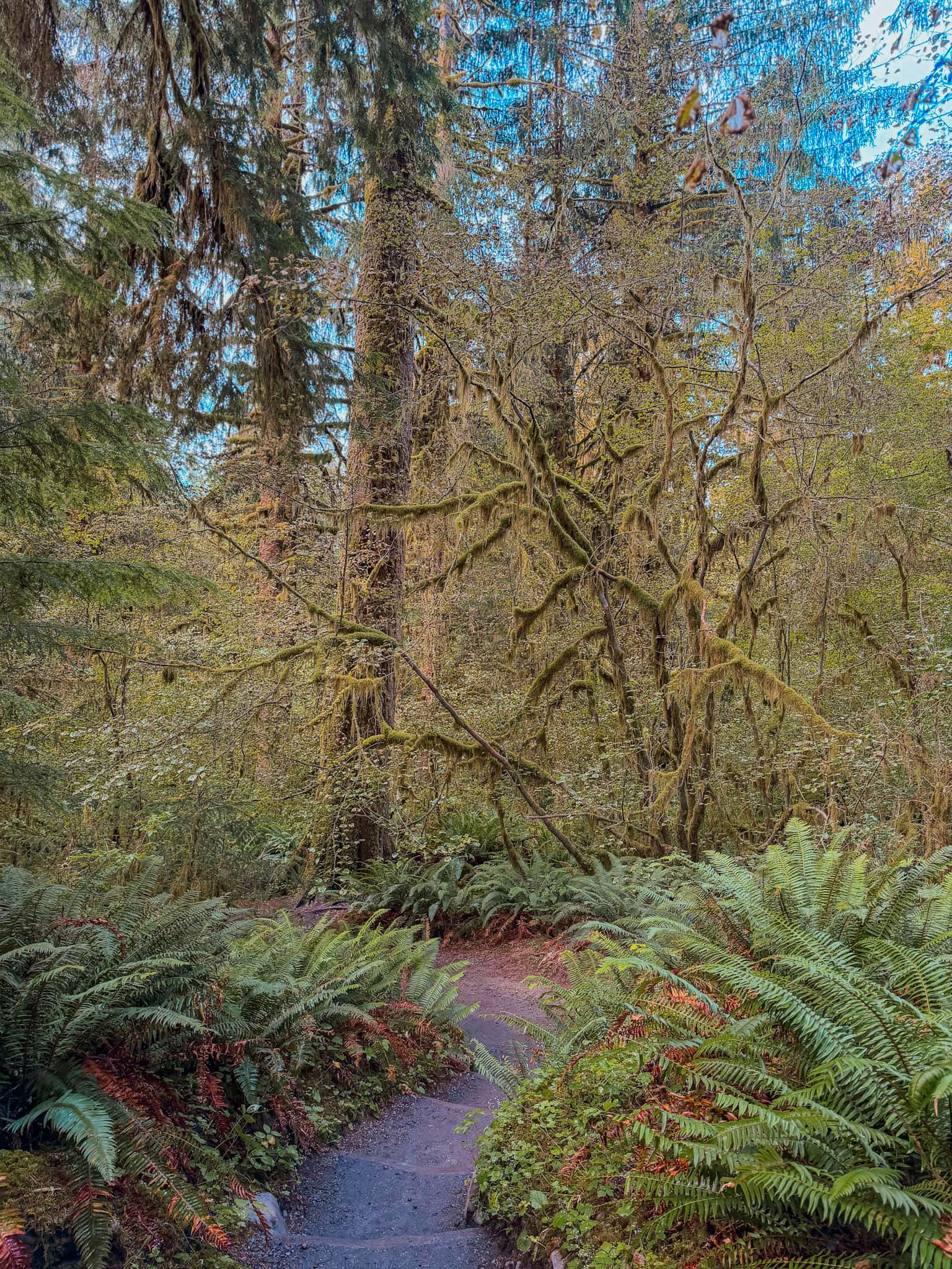 hoh rainforest hall of mosses olympic national park 
