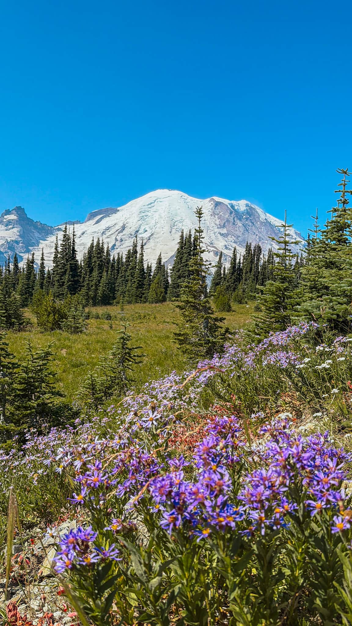 Sunrise area mt rainier national park with kids