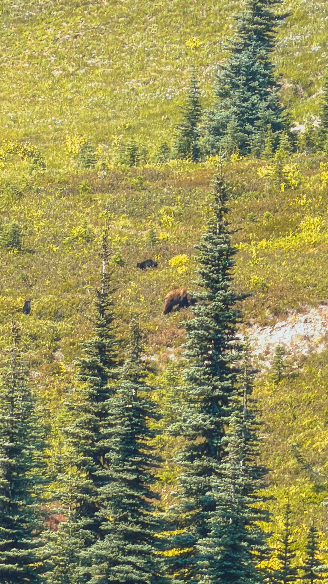 bear and cubs on naches peak loop mt rainier