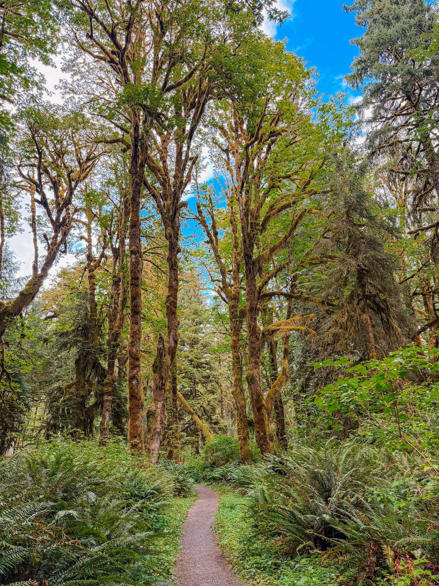 where to stay in olympic national park
