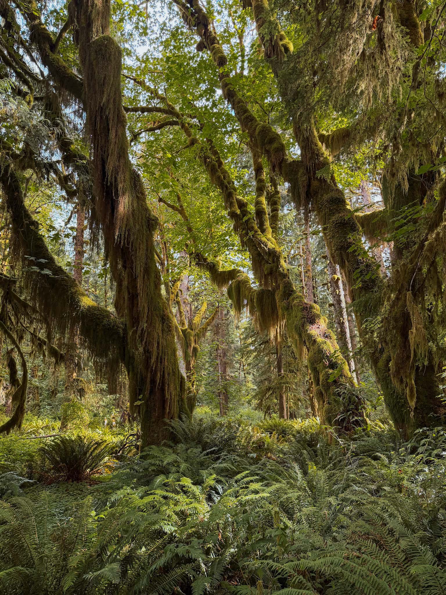 quinault rainforest olympic national park