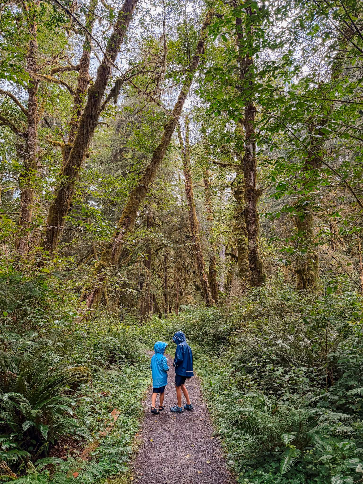 quinault rainforest