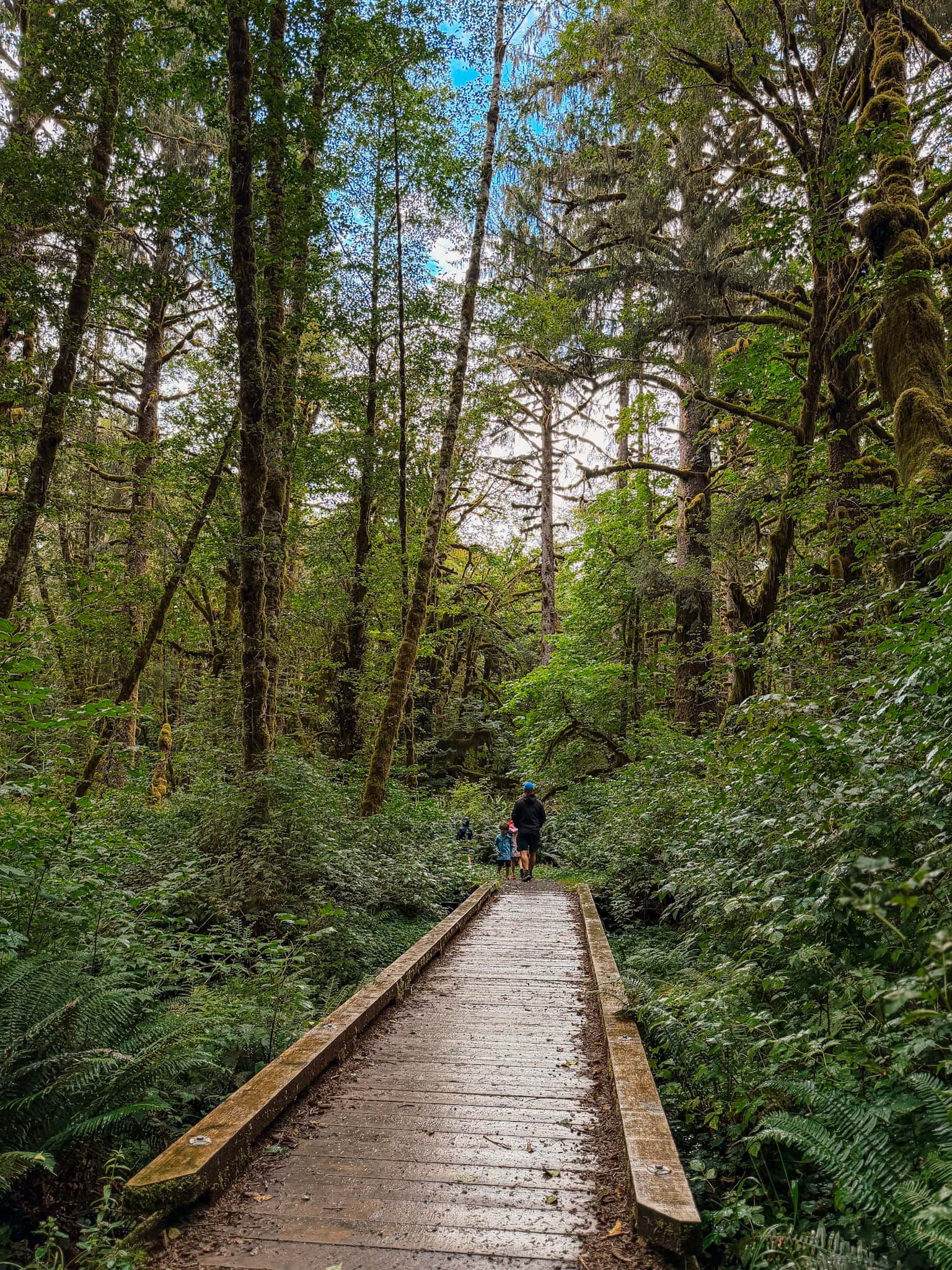 quinault rainforest olympic national park