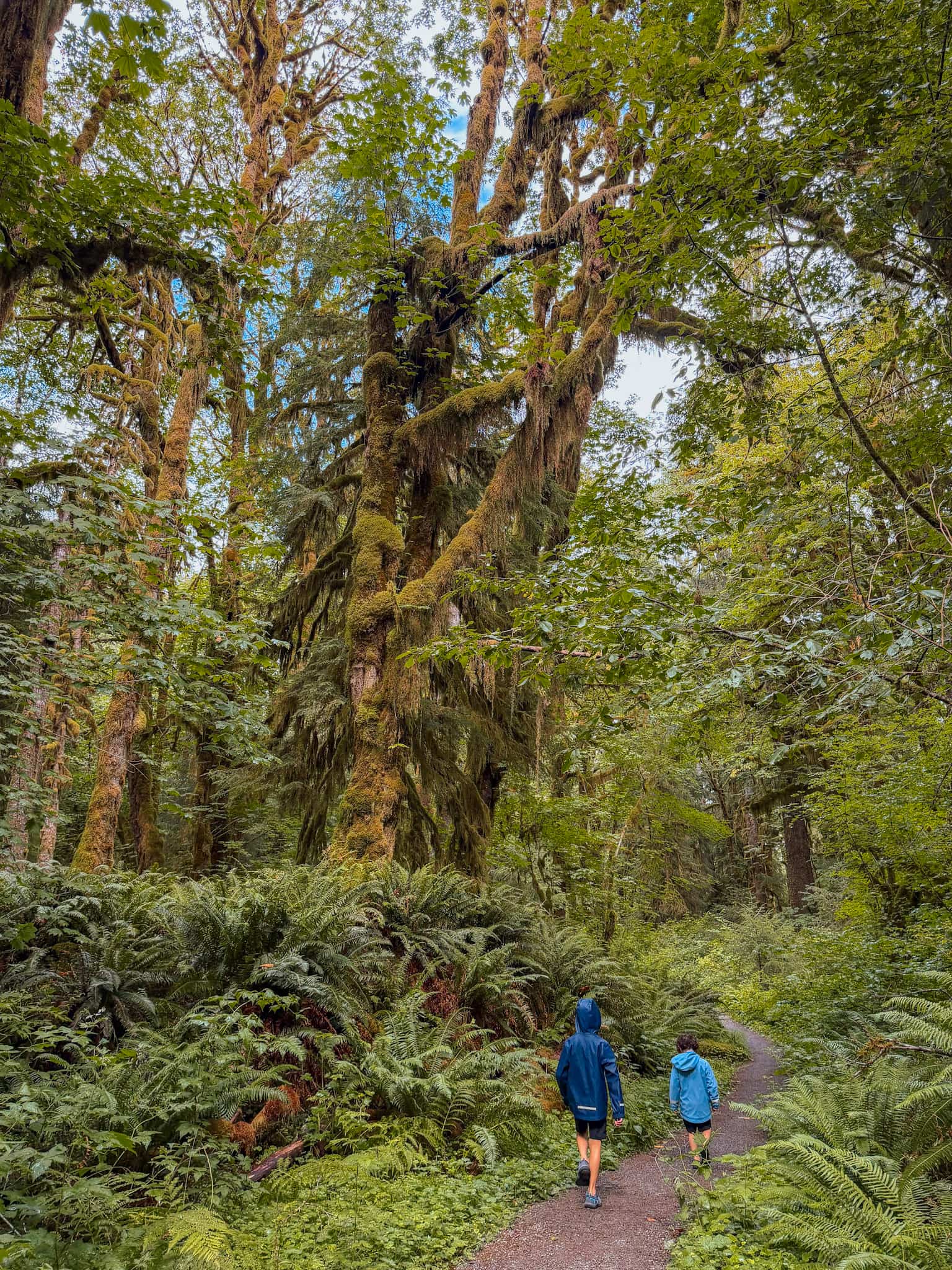 kestner homestead trail olympic national park 